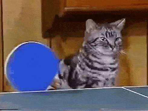 Cats ping pong meme gif